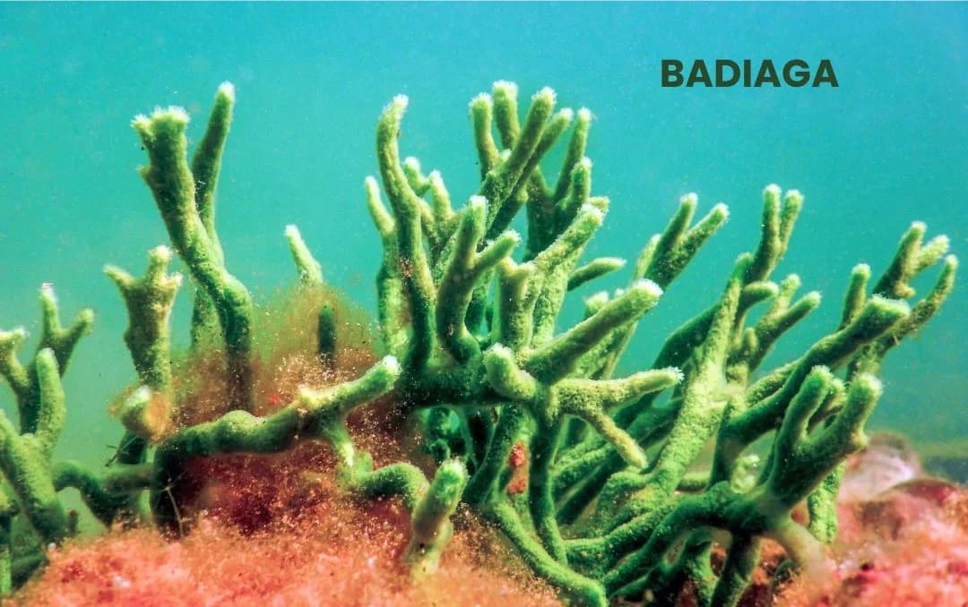 Badiaga in Clinical Practice: Addressing Headache and Fever Accompanied by Eye Pain.